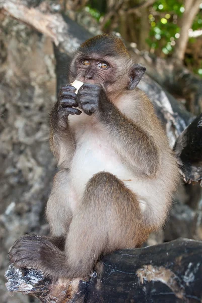 야생 원숭이 — 스톡 사진