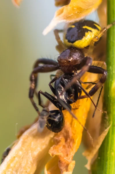 Spider eat ant — Stock Photo, Image