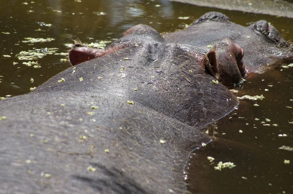 Nilpferd auf Fluss in Afrika — Stockfoto