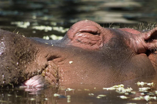Hipopótamo en el río en África —  Fotos de Stock