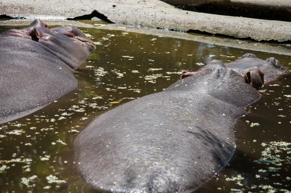 Hipopótamo en el río en África —  Fotos de Stock