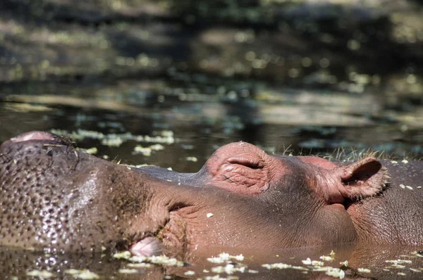 Nilpferd auf Fluss in Afrika — Stockfoto