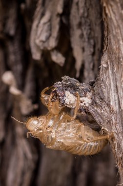 Boş chrysalis ağustosböceği