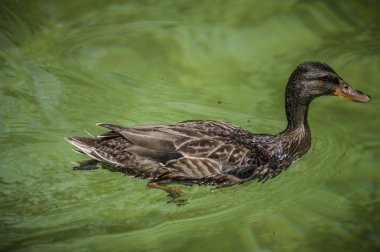 kadın yeşilbaş ördek