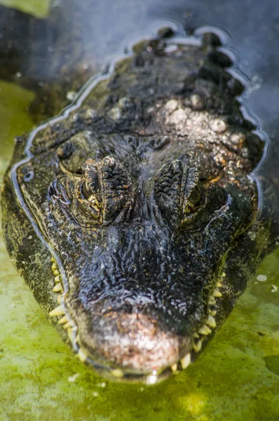 Krokodil auf dem Wasser — Stockfoto