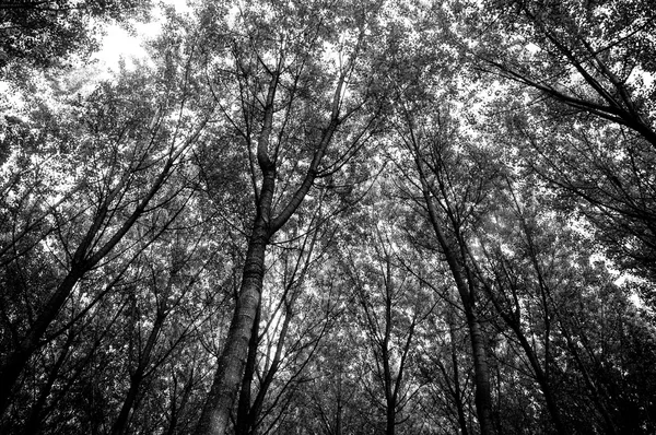 Дубовый лес — стоковое фото