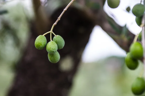 Olivo en Toscana — Foto de Stock