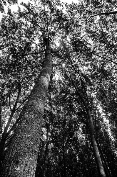 Floresta de carvalho — Fotografia de Stock