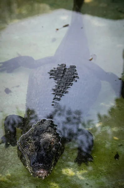 Krokodil auf dem Wasser — Stockfoto