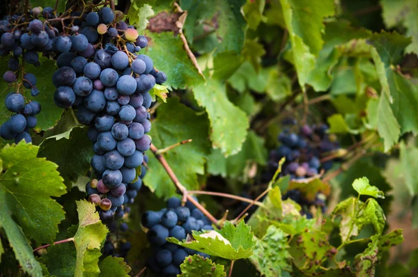 Frodig, mogna röda vindruvor på rankan med gröna blad Stockbild