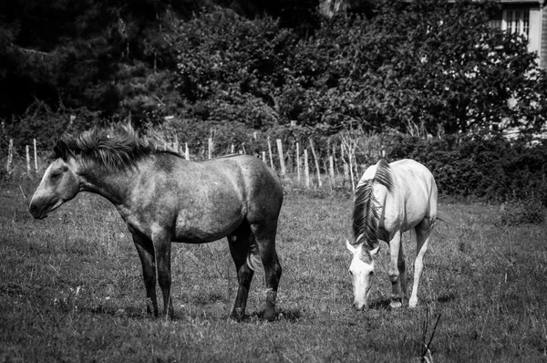 Weißes und braunes Camargue-Pferd in der Camargue - Provence, Frankreich — Stockfoto
