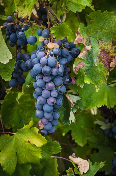 Uvas de vino tinto exuberantes y maduras en la vid con hojas verdes — Foto de Stock