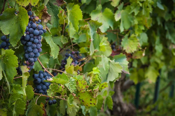 Uvas de vino tinto exuberantes y maduras en la vid con hojas verdes — Foto de Stock