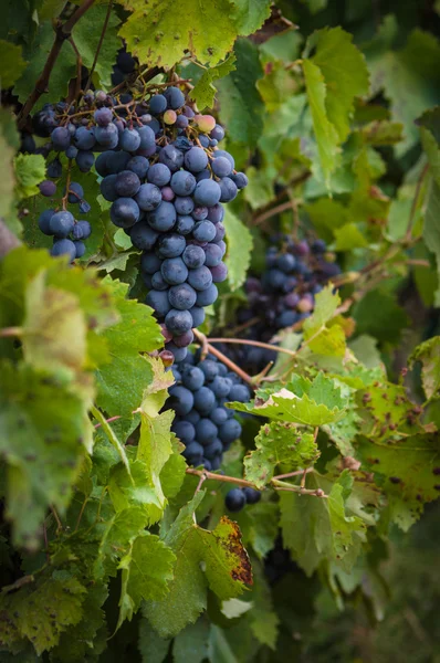 Svěží, zralé červené vinné hrozny na vinici se zelenými listy — Stock fotografie