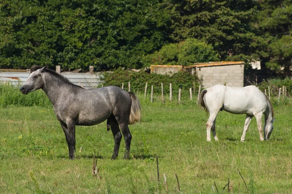 Bílé a hnědé Camargský kůň v Camargue - Provence, Francie — Stock fotografie