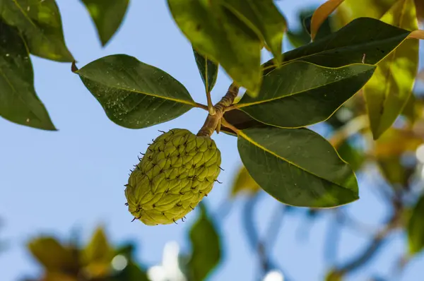 Magnolia sale en verano — Foto de Stock