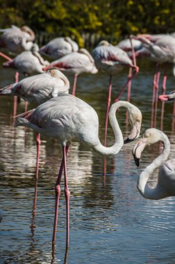 Pembe Flamingo (Phoenicopterus ruber) Camargue, Fransa