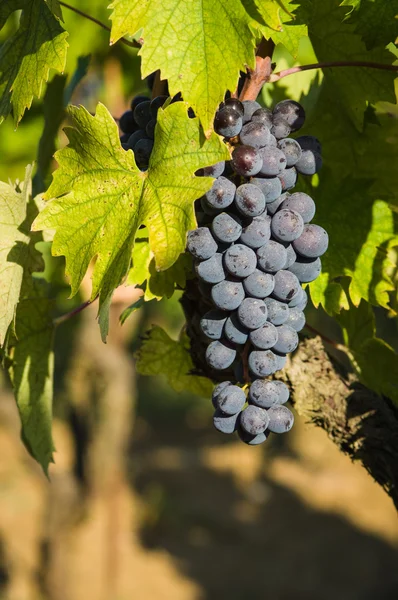 Manojos de uvas de vino tinto colgando del vino — Foto de Stock