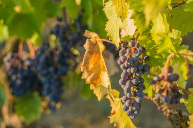 kırmızı şarap üzüm şarabı asılı demet