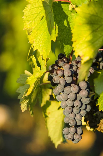 Бучки красного винограда, висящие на вине — стоковое фото