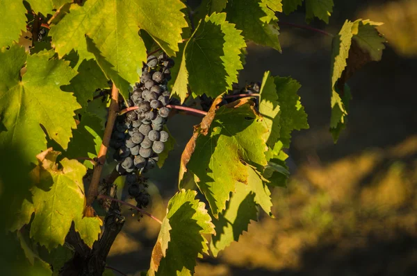 Kytice červených hroznů na víno — Stock fotografie