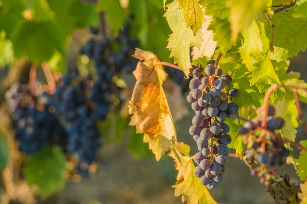 Klasar av röda vindruvor hänger på vin — Stockfoto