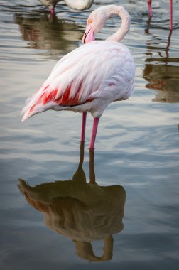 Pembe Flamingo (Phoenicopterus ruber) Camargue, Fransa
