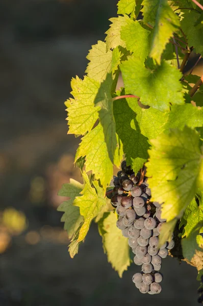 Kytice červených hroznů na víno — Stock fotografie