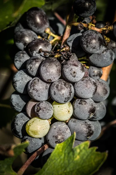 Klasar av röda vindruvor hänger på vin — Stockfoto