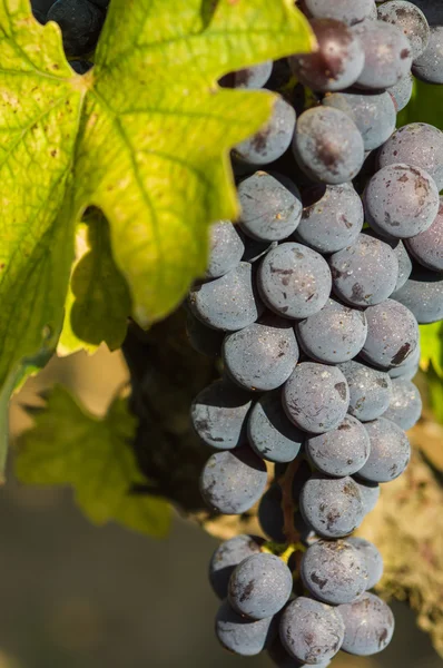 Manojos de uvas de vino tinto colgando del vino — Foto de Stock