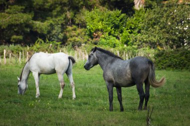 Beyaz ve kahverengi Camargue atı Camargue - Provence, Fransa
