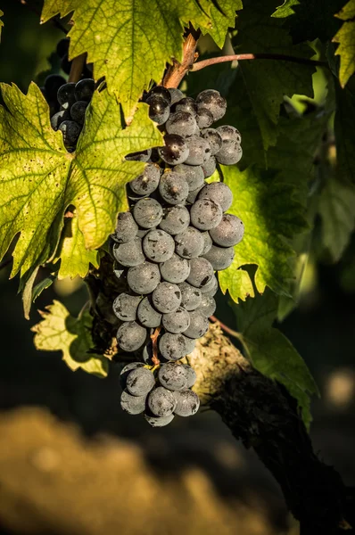 Manojos de uvas de vino tinto colgando del vino — Foto de Stock