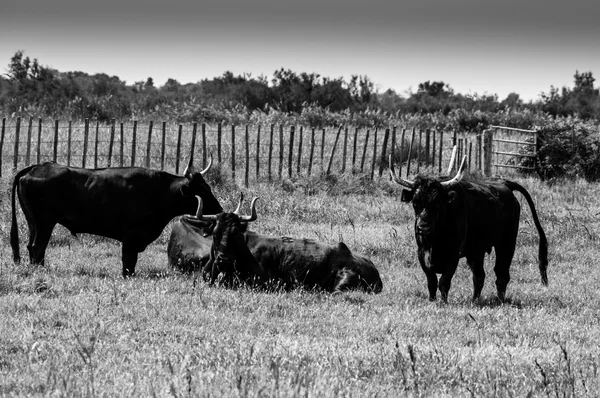 Taureaux noirs dans un ranch en Camargue — Photo