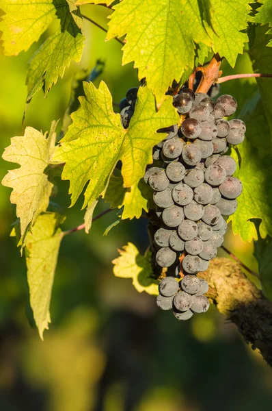 Manojos de uvas de vino tinto colgando del vino — Foto de Stock