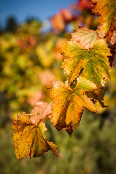 Herbstliches Laub am Weinberg — Stockfoto