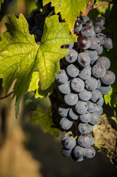 Klasar av röda vindruvor hänger på vin — Stockfoto