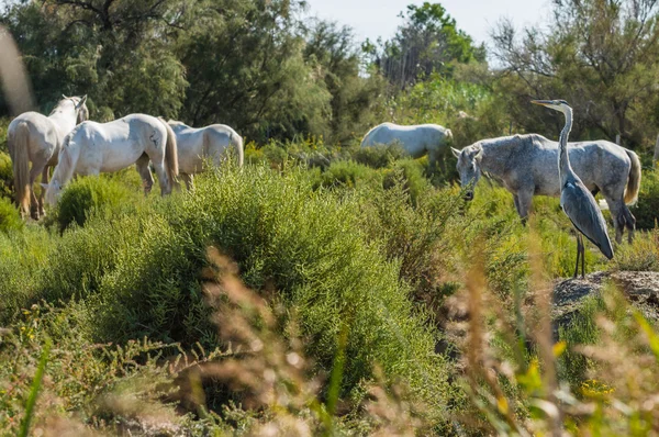 Caballo de Camarga Blanco y Marrón en Camargue - Provenza, Francia — Foto de Stock