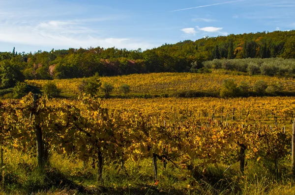 Panoramatické krajiny vinic a olivových stromů — Stock fotografie