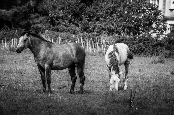 White and Brown Camargue Cavalo em Camargue - Provence, França — Fotografia de Stock