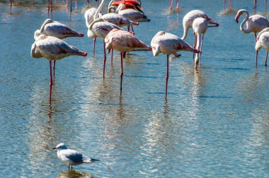 Pembe Flamingo (Phoenicopterus ruber) Camargue, Fransa