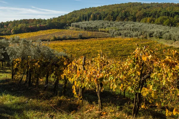 Paisajes panorámicos de viñedo y olivo — Foto de Stock