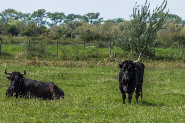 Taureaux noirs dans un ranch en Camargue — Photo