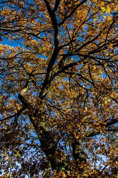 Roble en otoño en Italia — Foto de Stock