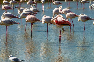Pembe Flamingo (Phoenicopterus ruber) Camargue, Fransa