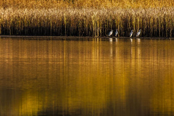 Herons — Stock Photo, Image