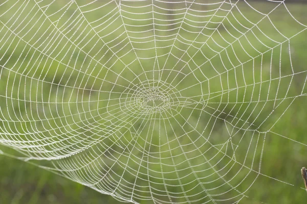 Ochtend, dauw, op, een, spin, web — Stockfoto