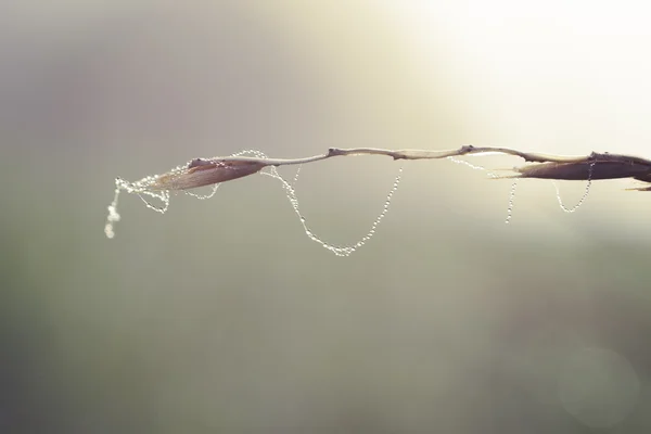 早上，露水，对了，蜘蛛，web — 图库照片