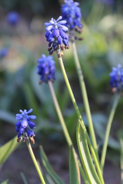 Muscari çiçek
