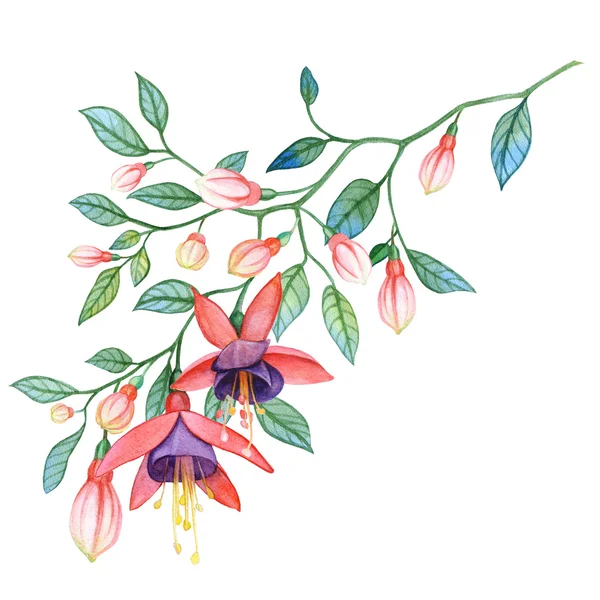 Watercolor illustration of fuchsia. — Stock Photo, Image
