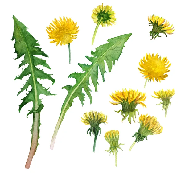 Dandelion — Stock Photo, Image